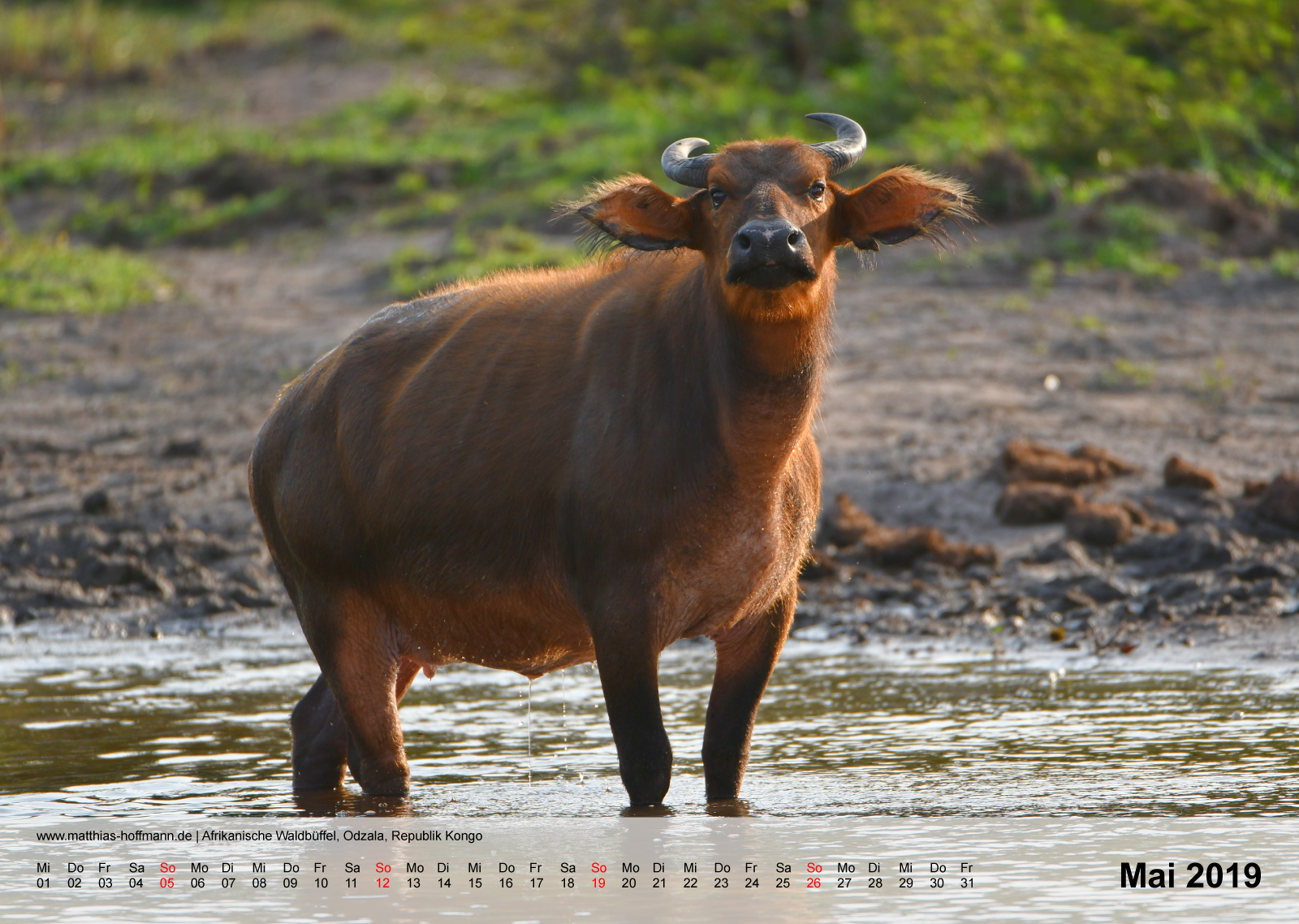 Afrikanische Waldbüffel, Odzala, Republik Kongo | Kalender 2019 - Mai