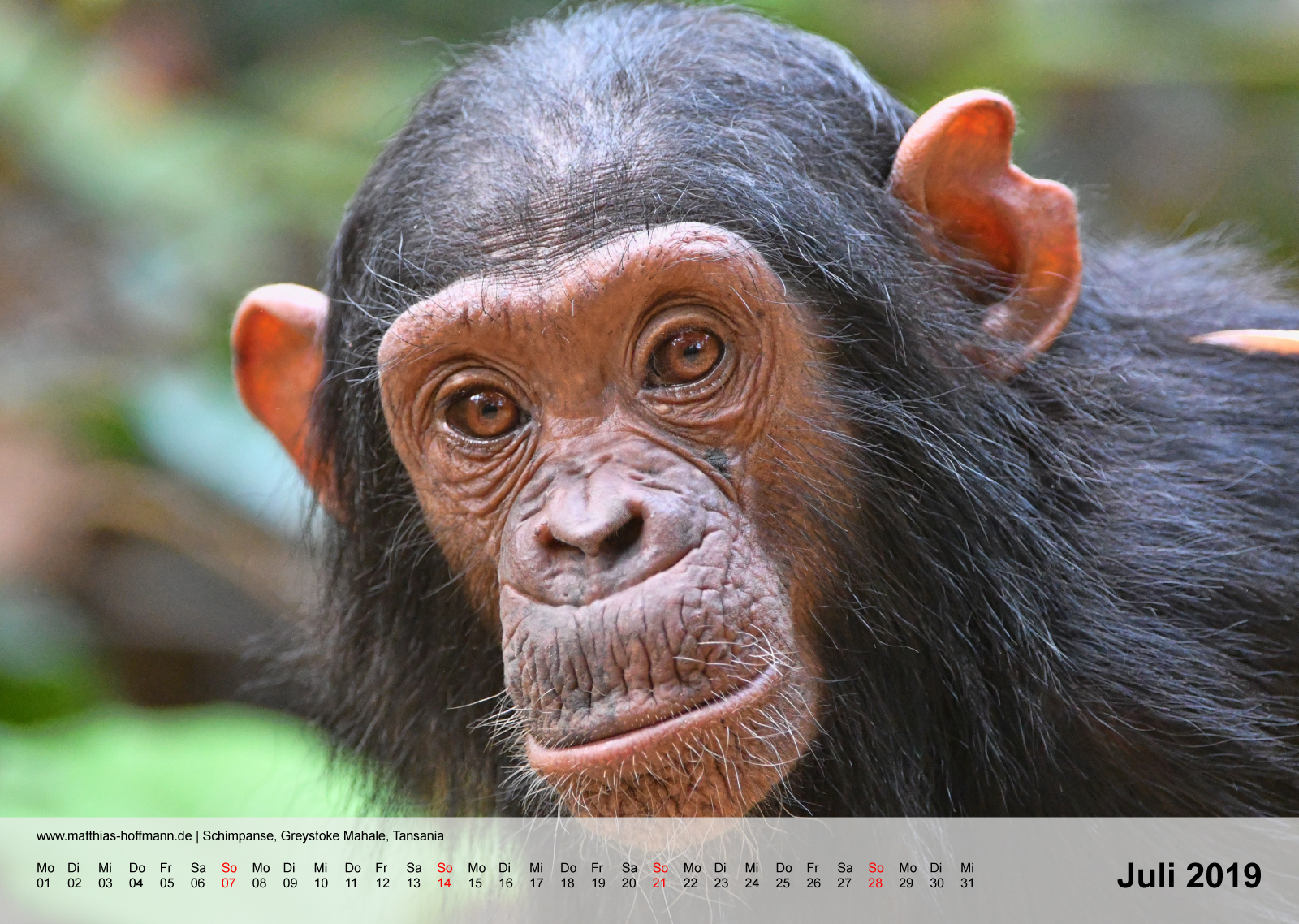Schimpanse, Greystoke Mahale, Tansania | Kalender 2019 - Juli