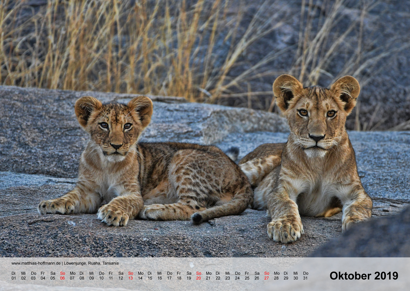 Löwenjunge, Ruaha, Tansania | Kalender 2019 - Oktober