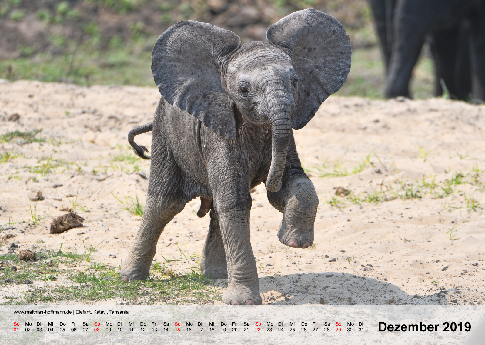 Elefant, Katavi, Tansania | Kalender 2019 - Dezember