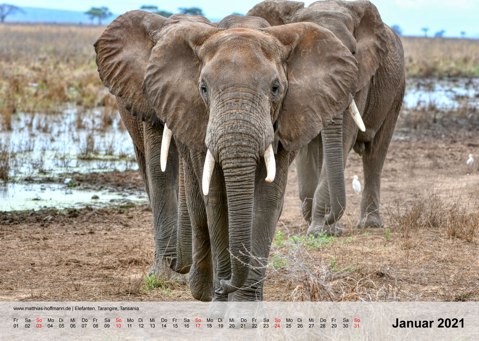 Elefanten, Tarangire, Tansania | Kalender 2021 - Januar