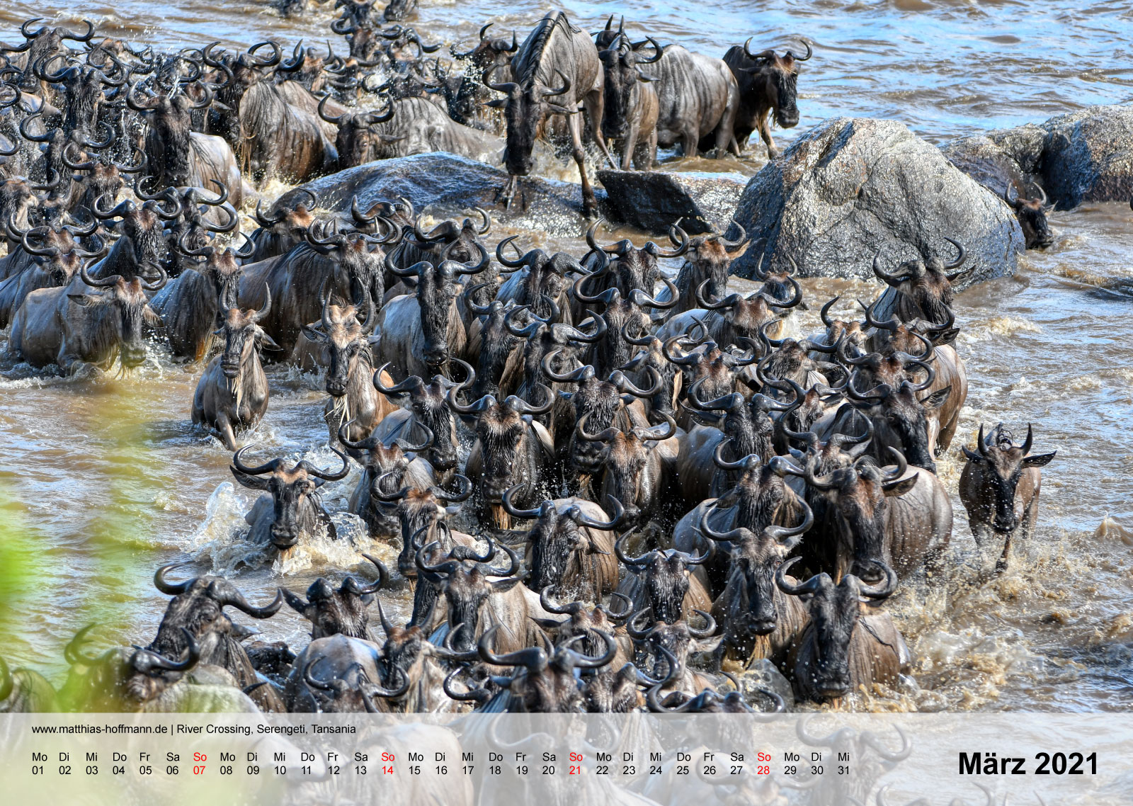 River Crossing, Serengeti, Tansania | Kalender 2021 - März