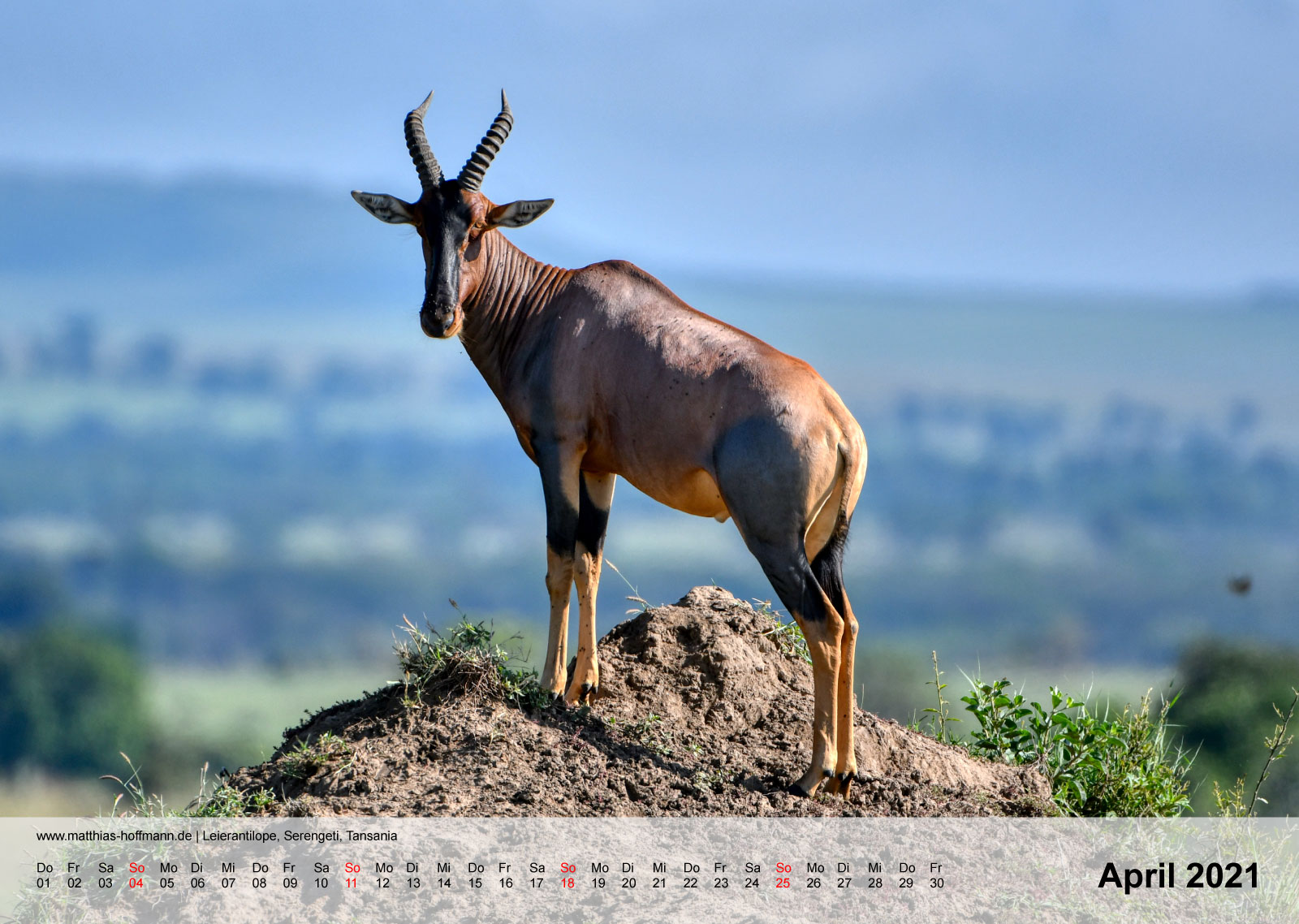 Leierantilope, Serengeti, Tansania | Kalender 2021 - April