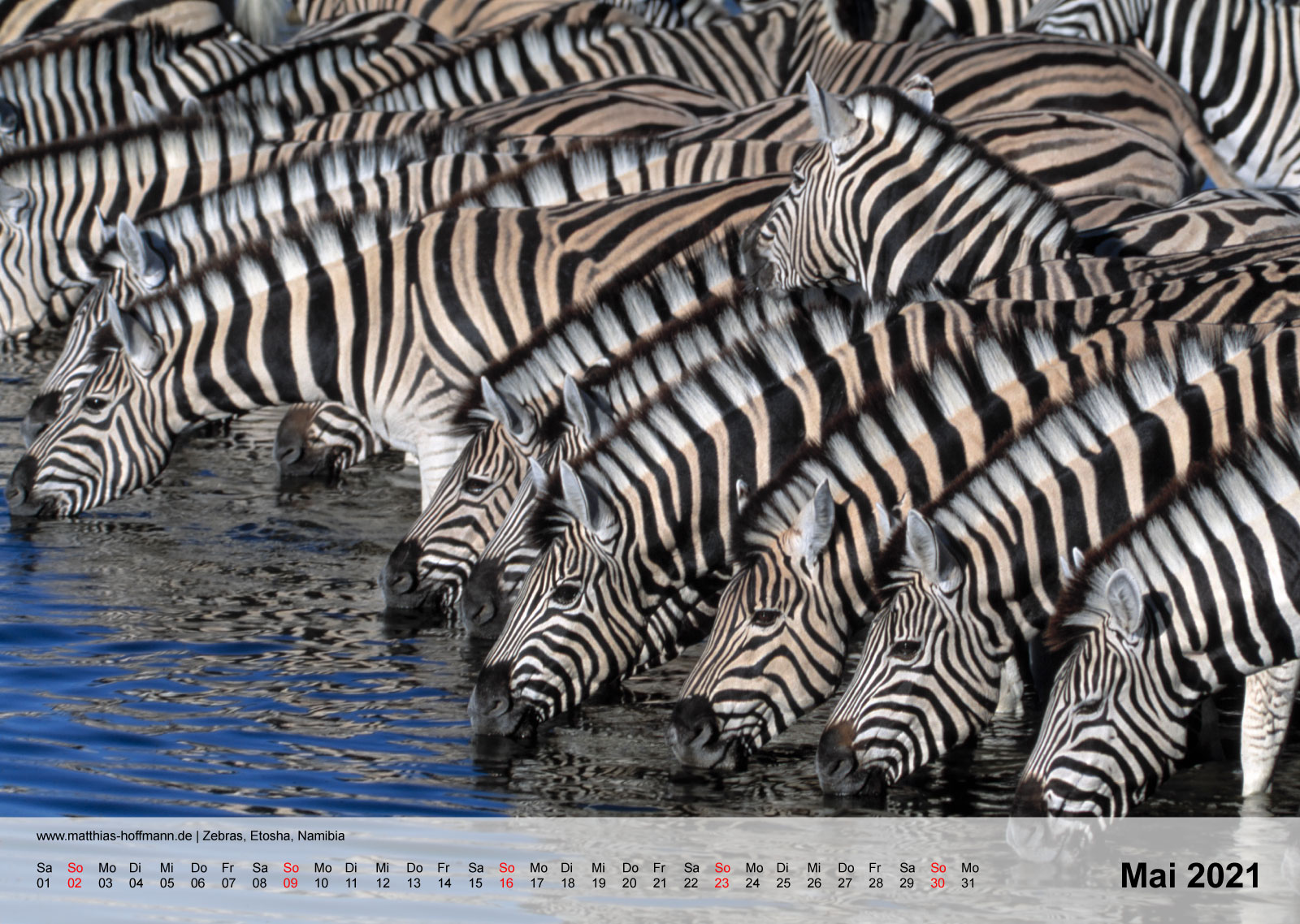 Zebras, Etosha, Namibia | Kalender 2021 - Mai