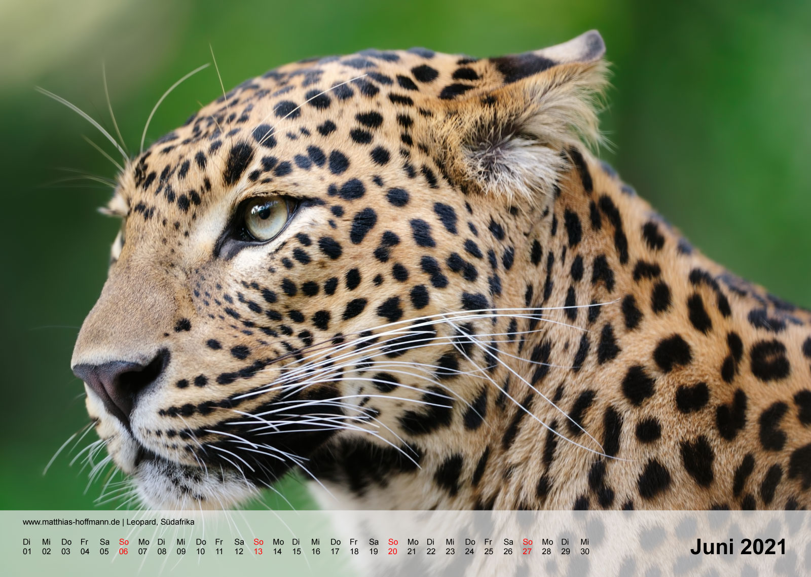 Leopard, Südafrika | Kalender 2021 - Juni