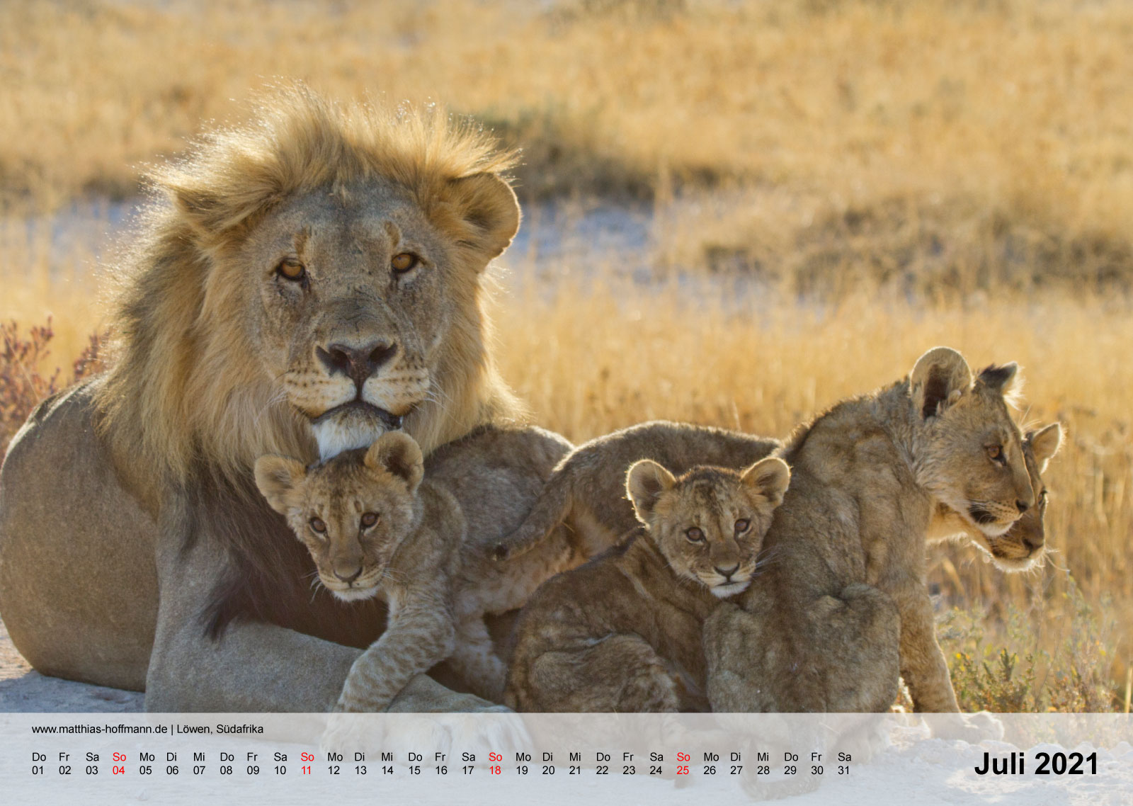 Löwen, Südafrika | Kalender 2021 - Juli