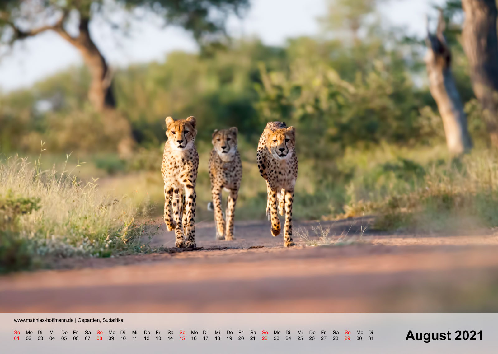 Geparden, Südafrika | Kalender 2021 - August