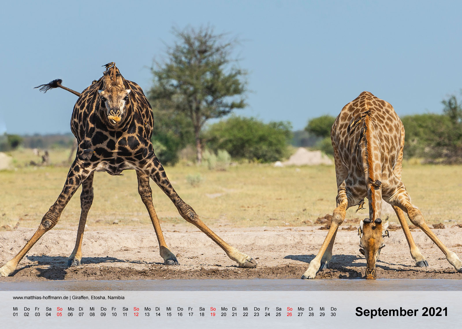 Giraffen, Etosha, Namibia | Kalender 2021 - September