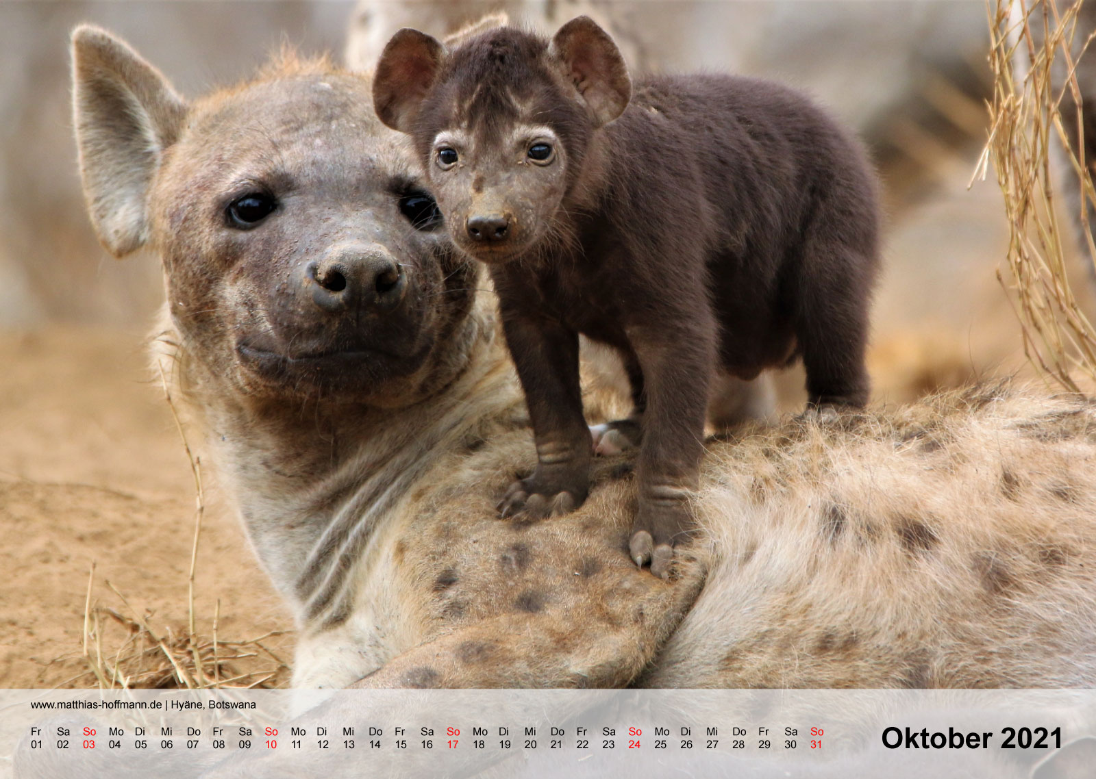 Hyäne, Botswana | Kalender 2021 - Oktober
