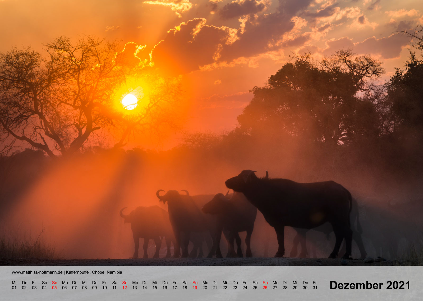 Kaffernbüffel, Chobe, Namibia | Kalender 2019 - Dezember