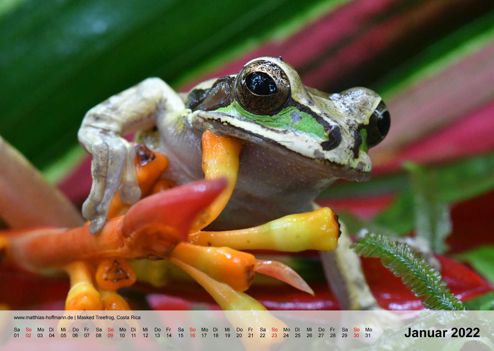 Masked Treefrog, Costa Rica | Kalender 2022 - Januar