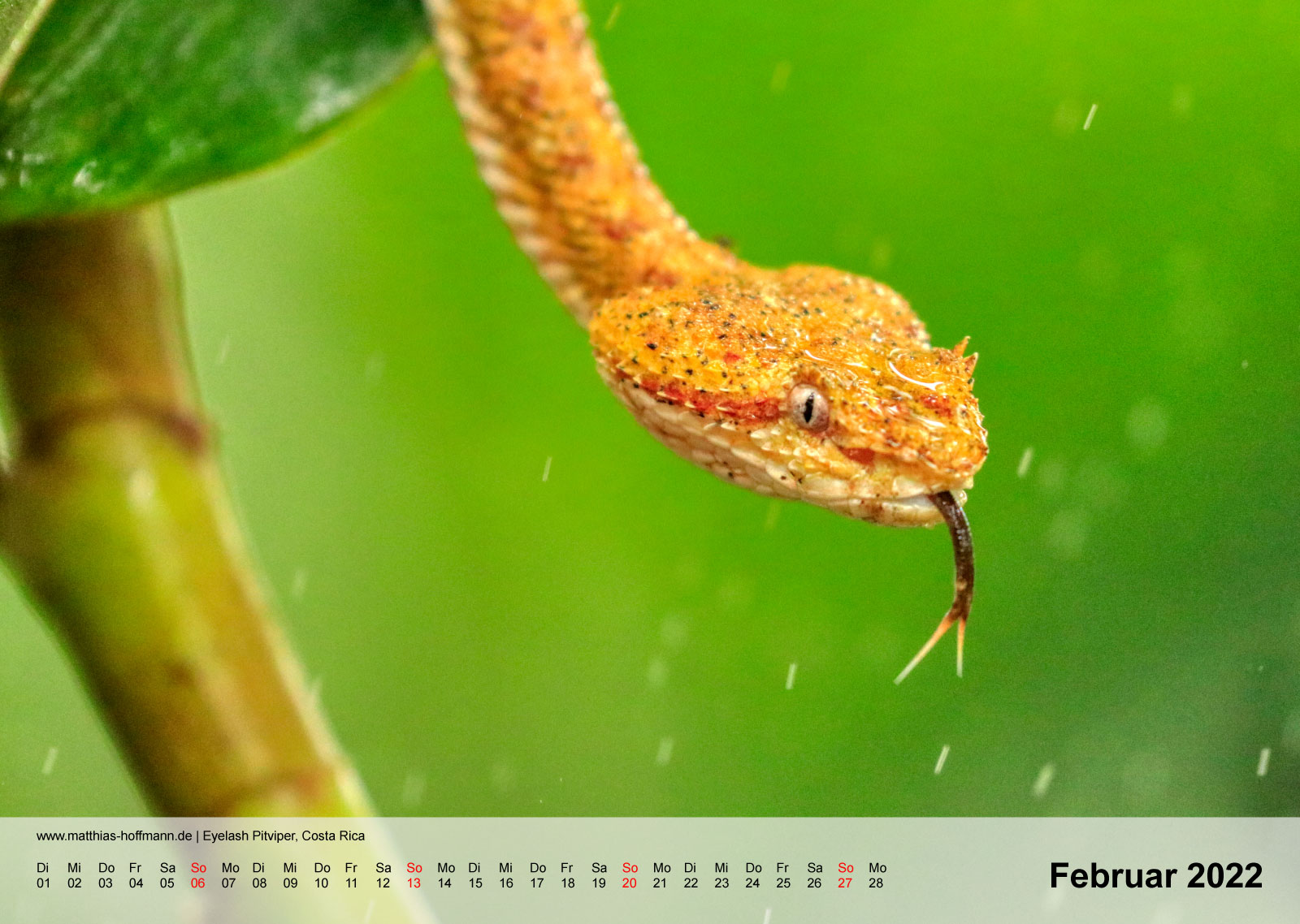 Eyelash Pitviper, Costa Rica | Kalender 2022 - Februar