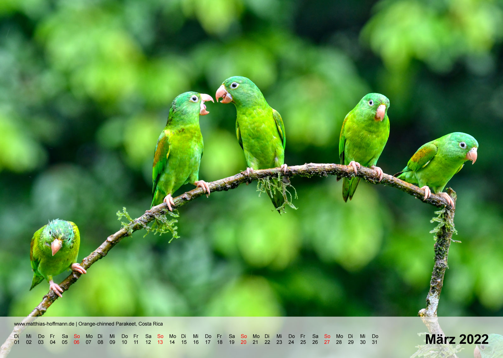 Orange-chinned Parakeet, Costa Rica | Kalender 2022 - März