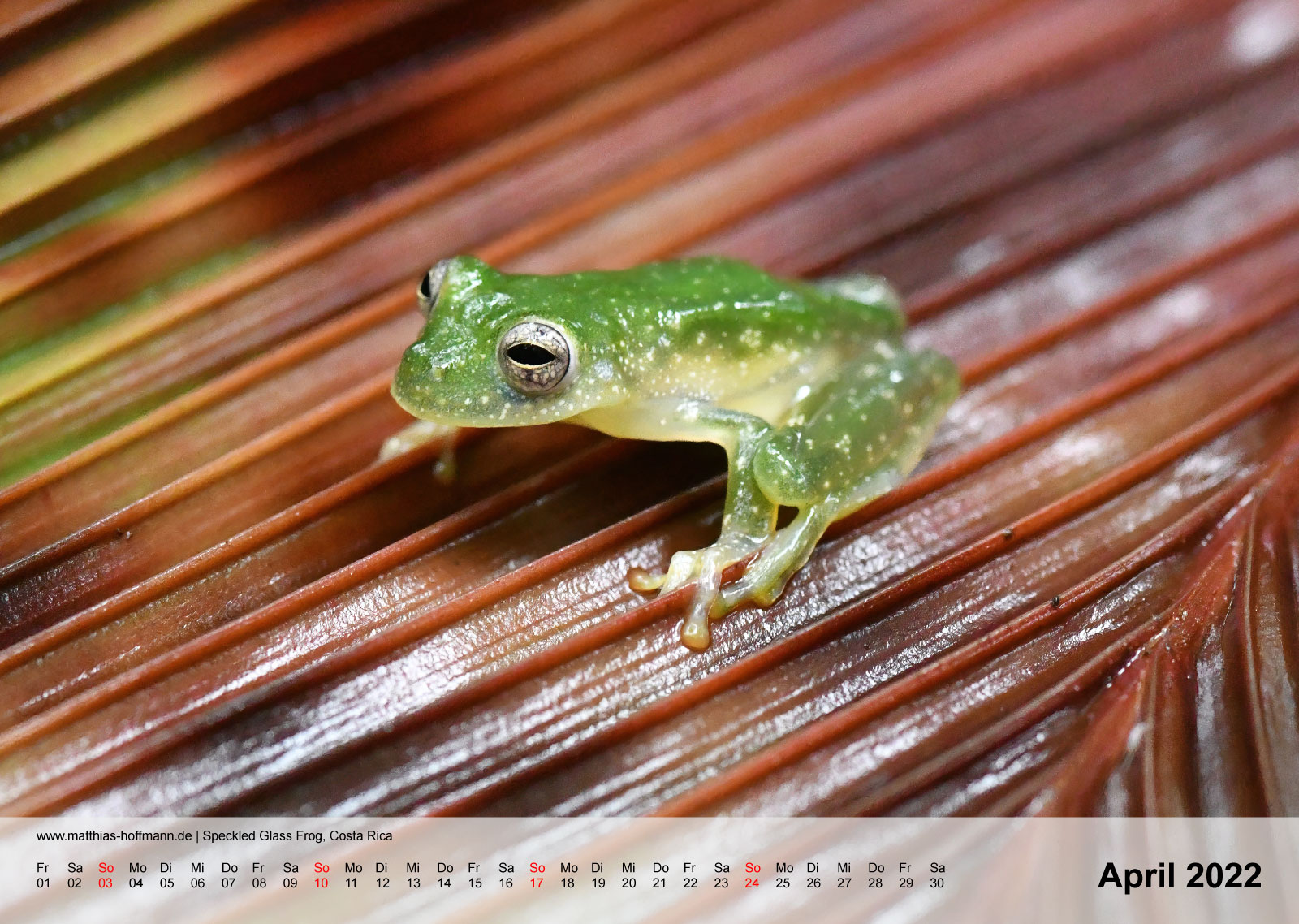 Speckled Glass Frog, Costa Rica | Kalender 2022 - April