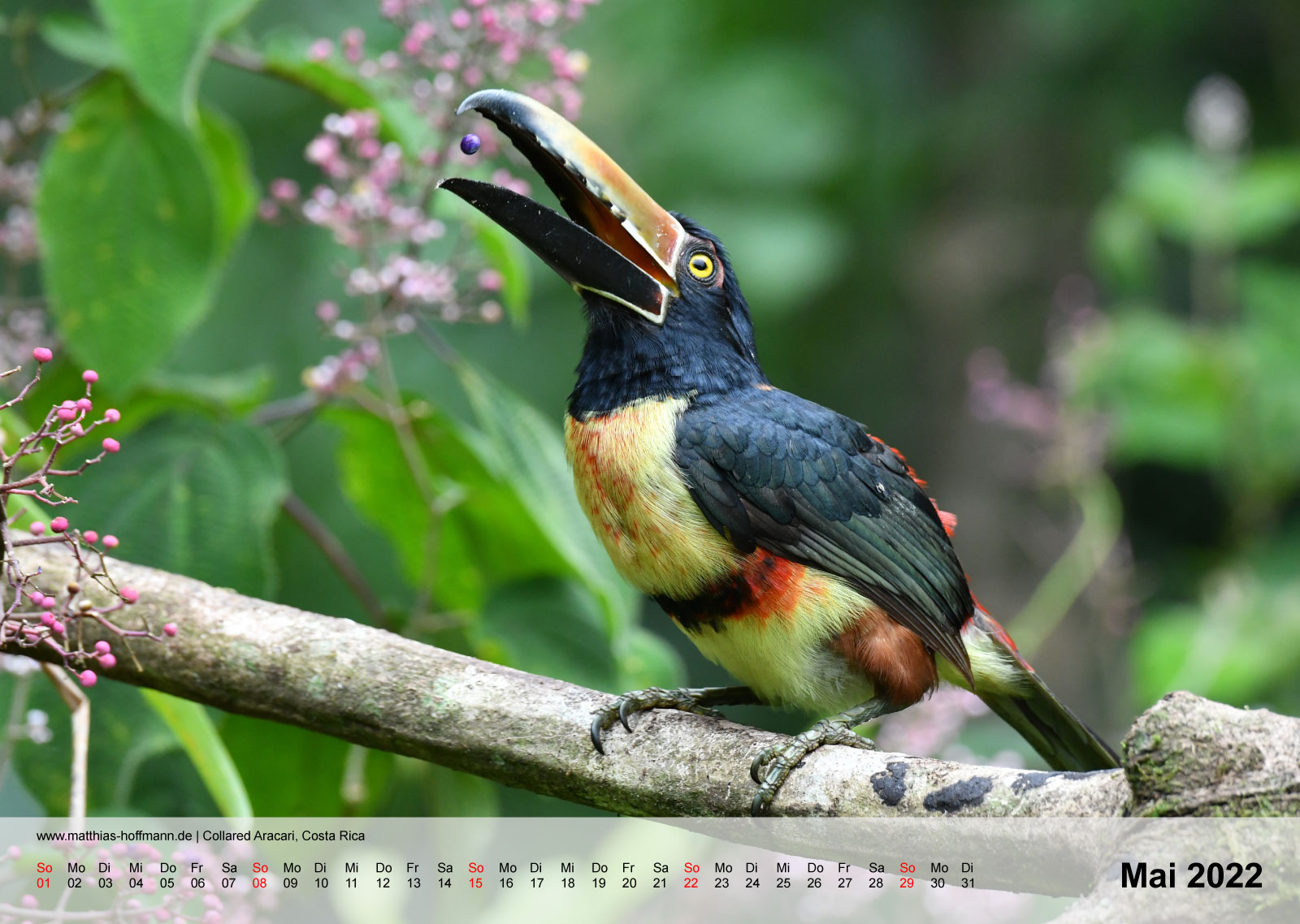 Collared Aracari, Costa Rica | Kalender 2022 - Mai
