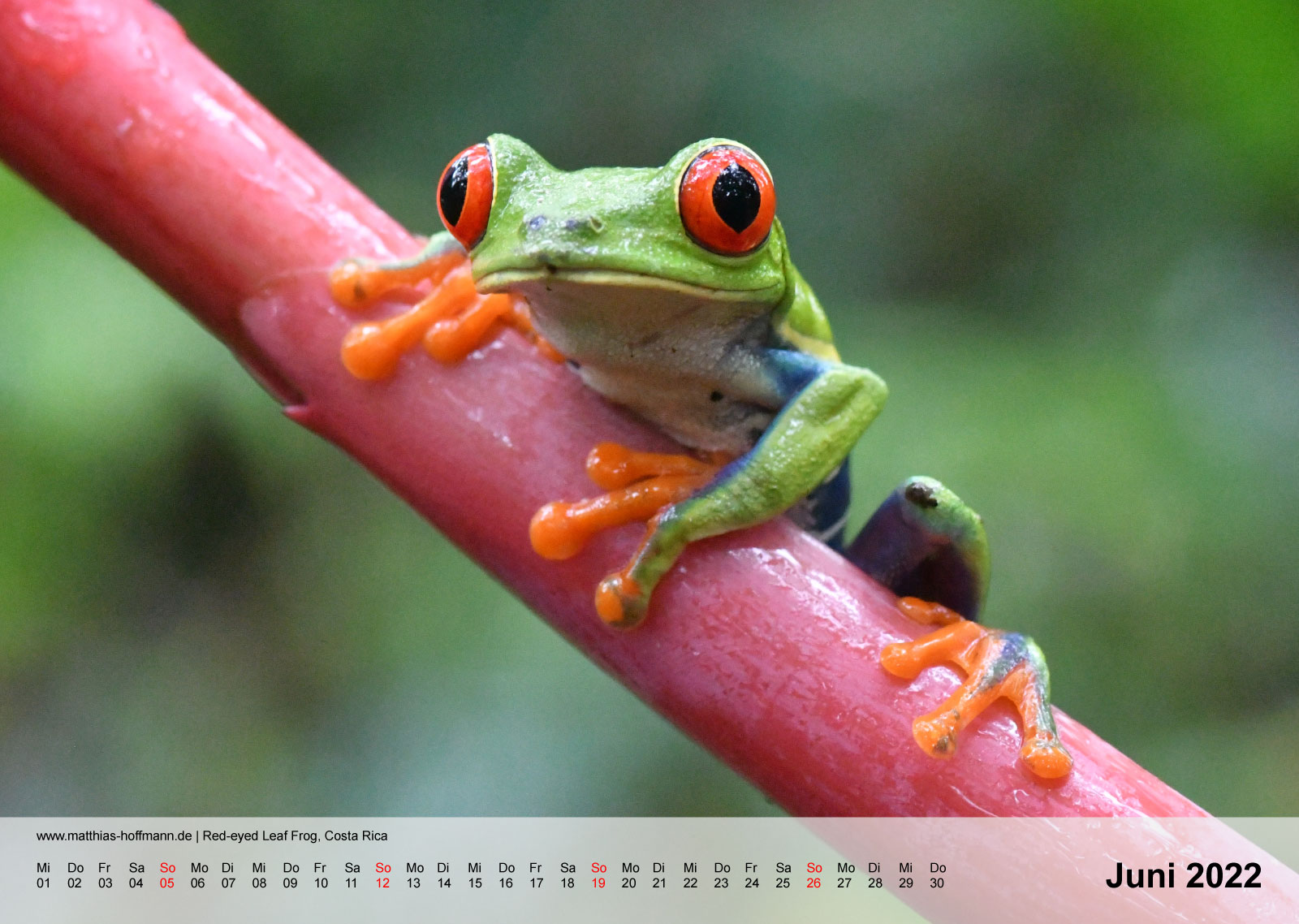 Red-eyed Leaf Frog, Costa Rica | Kalender 2022 - Juni