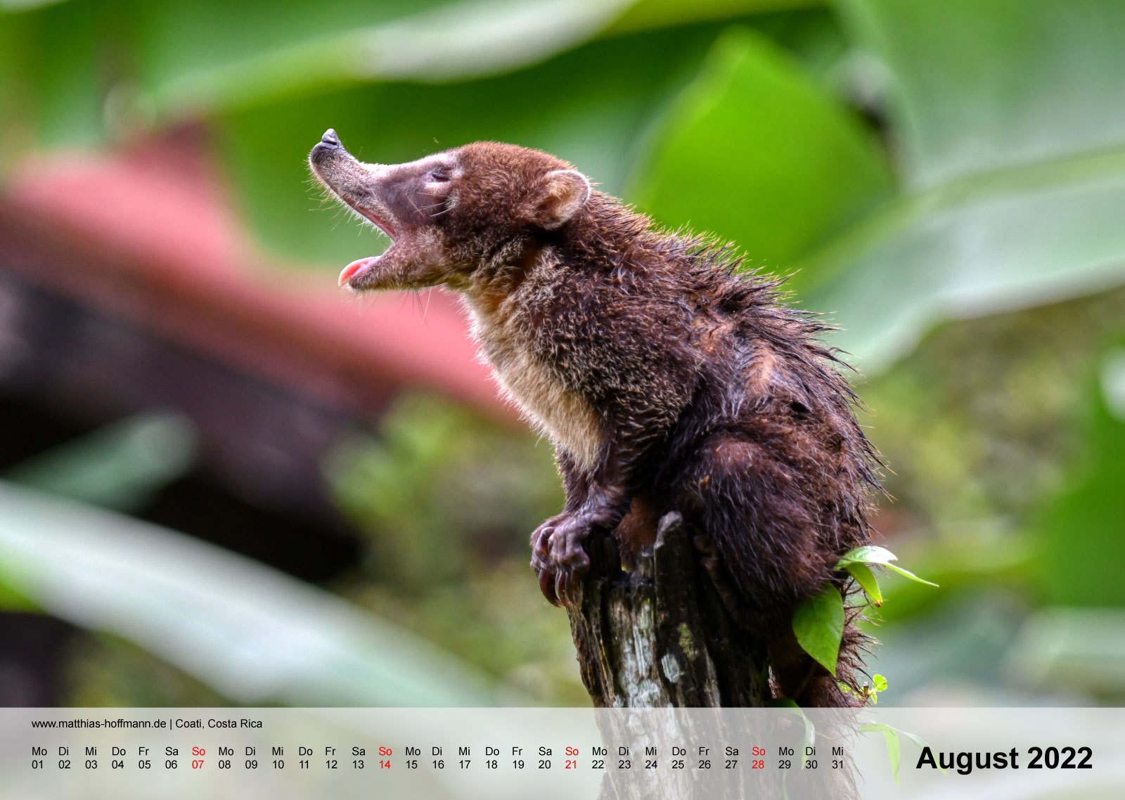 Coati, Costa Rica | Kalender 2022 - August