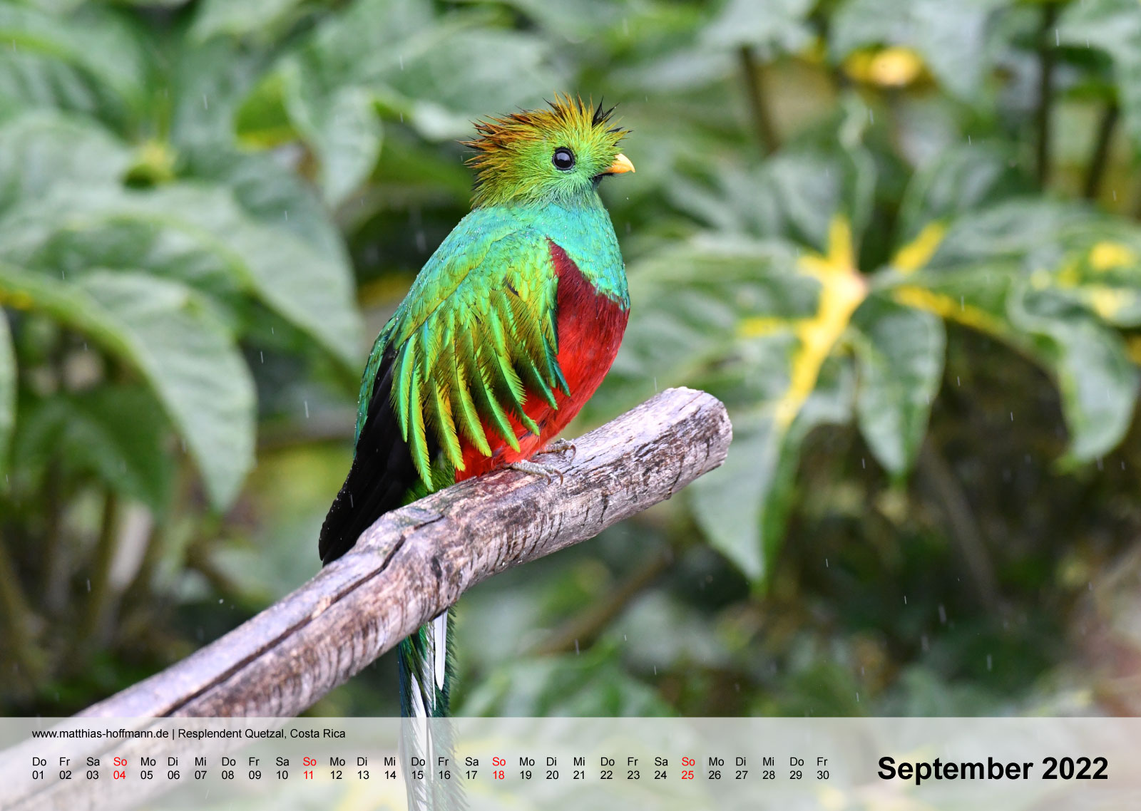 Resplendent Quetzal, Costa Rica | Kalender 2022 - September