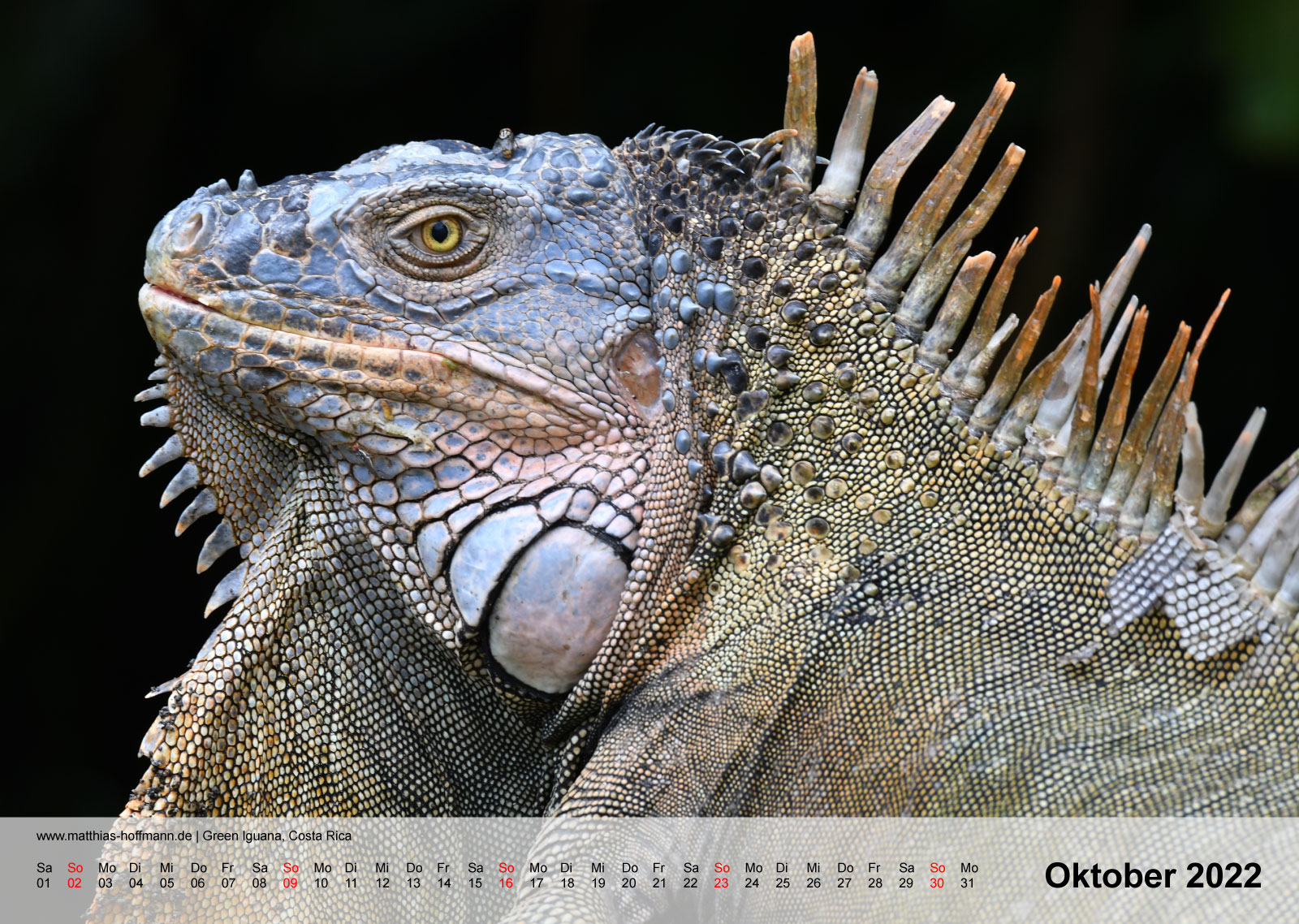 Green Iguana, Costa Rica | Kalender 2022 - Oktober