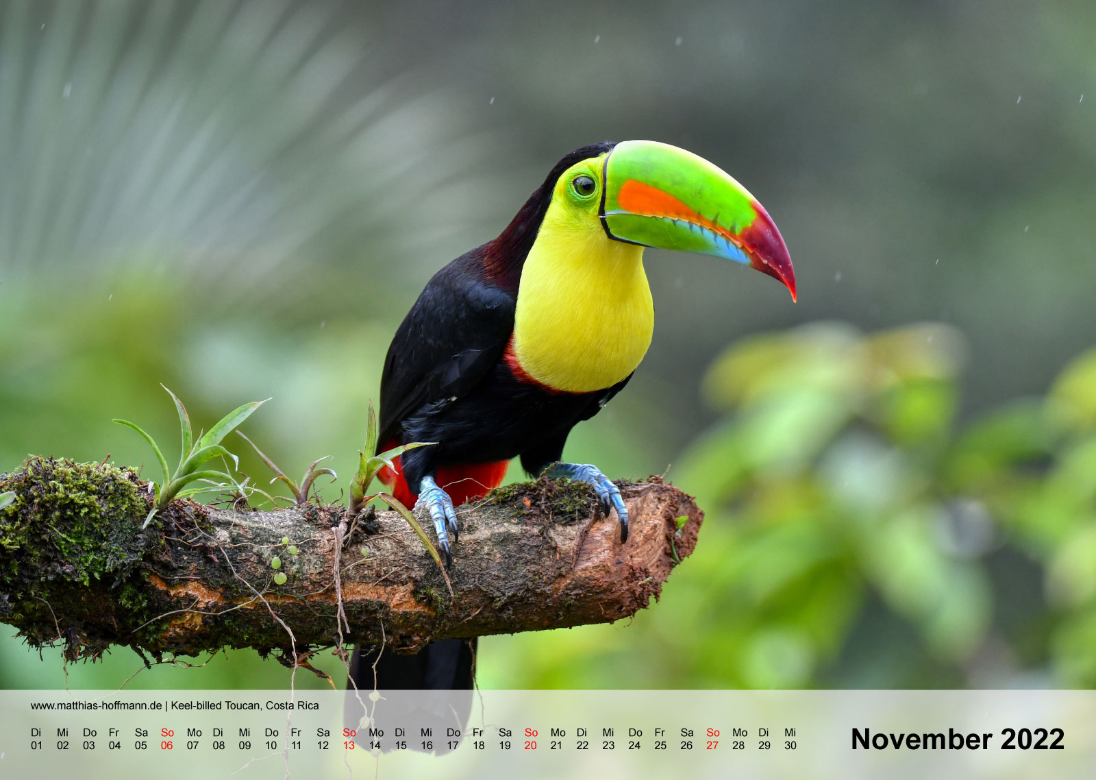 Keel-billed Toucan, Costa Rica | Kalender 2022 - November