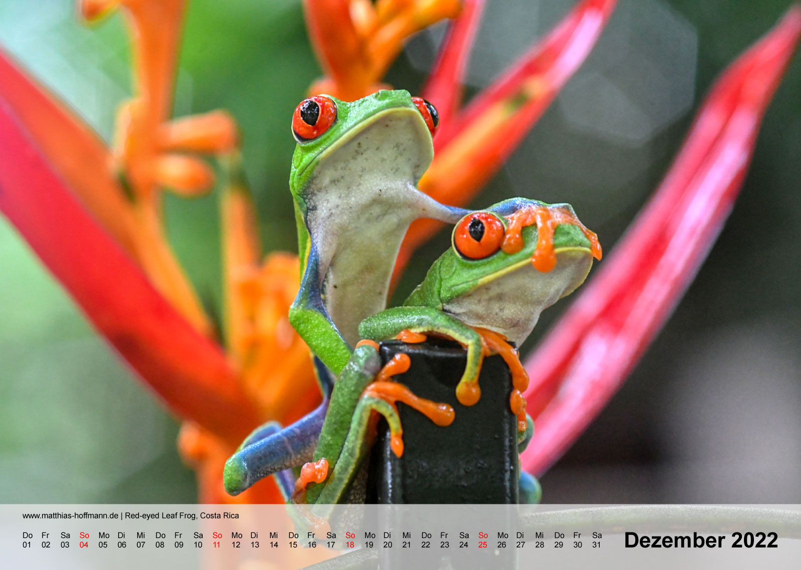 Red-eyed Leaf Frog, Costa Rica | Kalender 2022 - Dezember