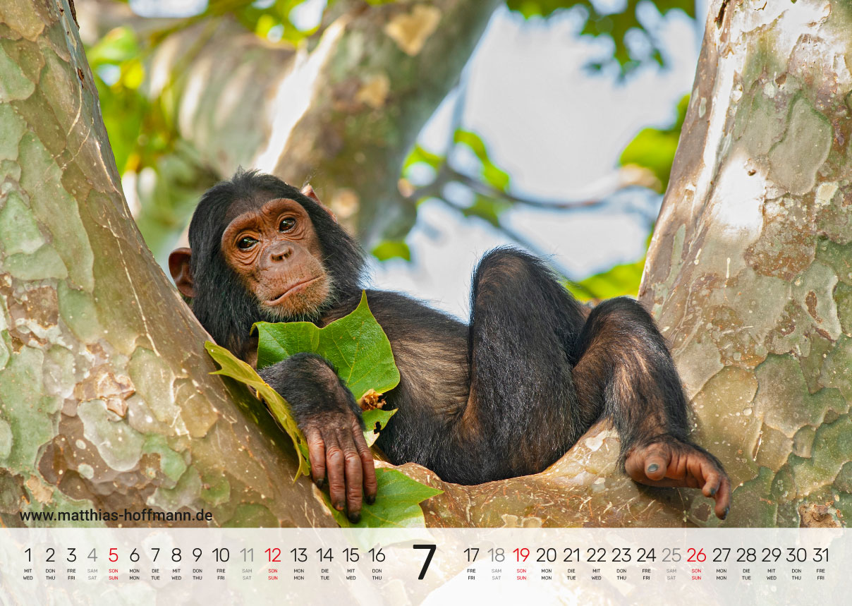 Kalender 2026 - Juli