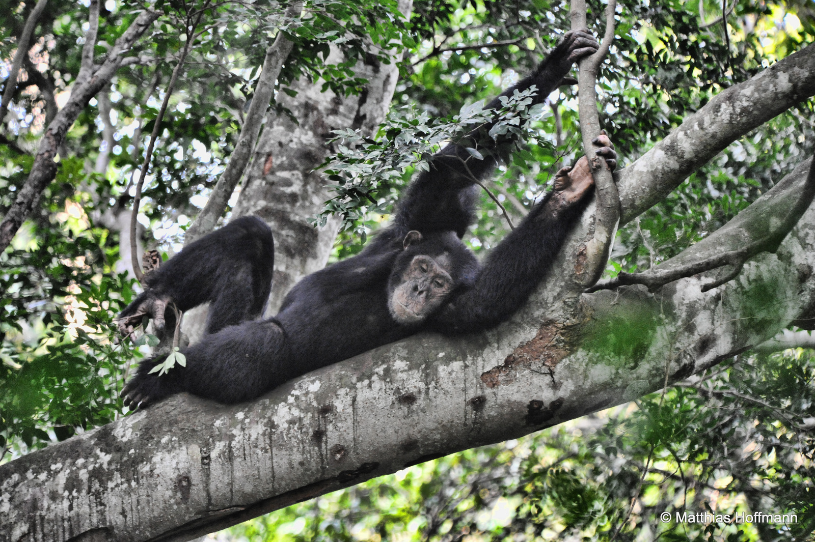 Schimpanse | Chimpanzee | Semuliki National Park | Uganda