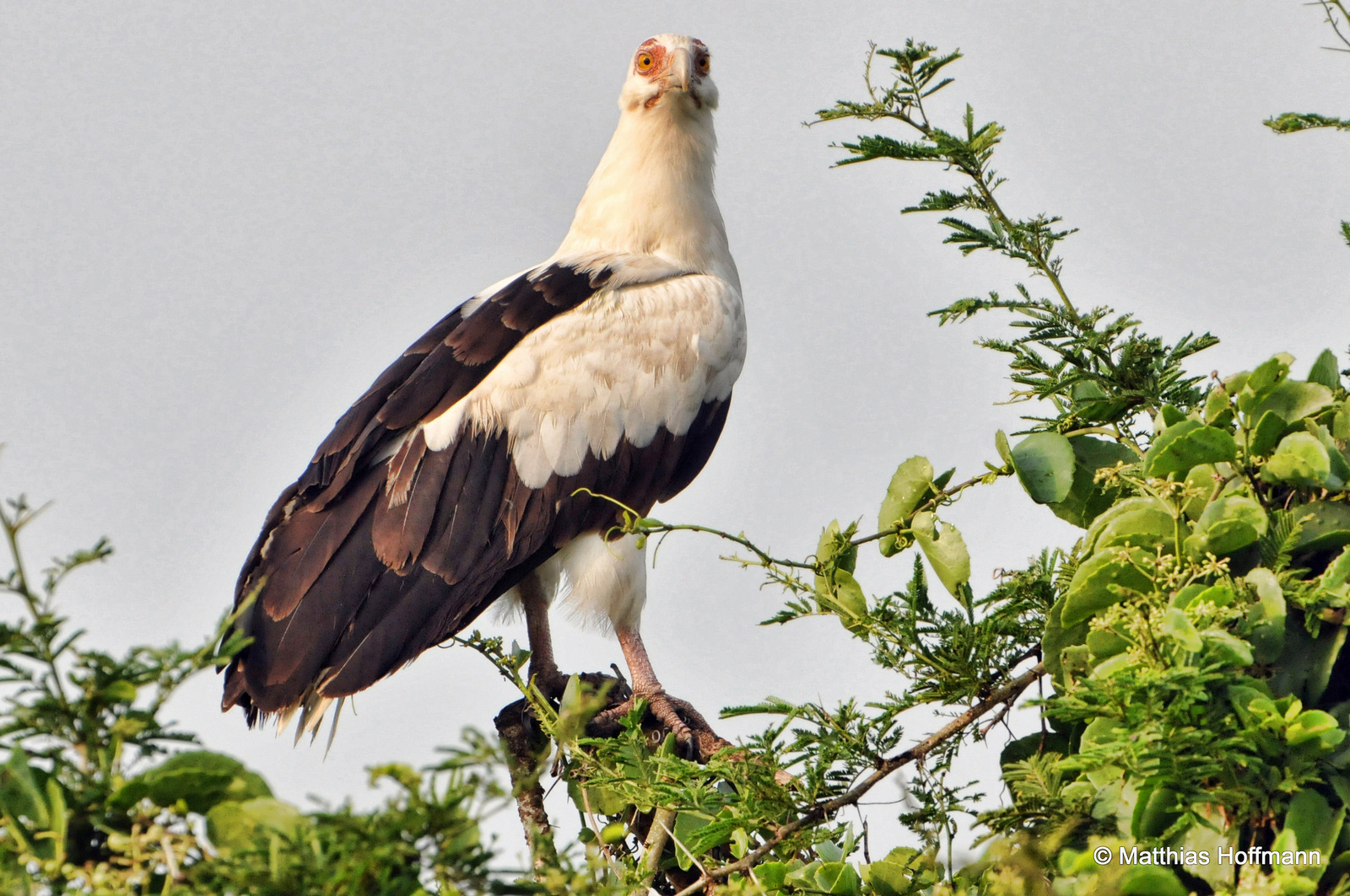Palmgeier | Palm-nut vulture | Semuliki National Park | Uganda