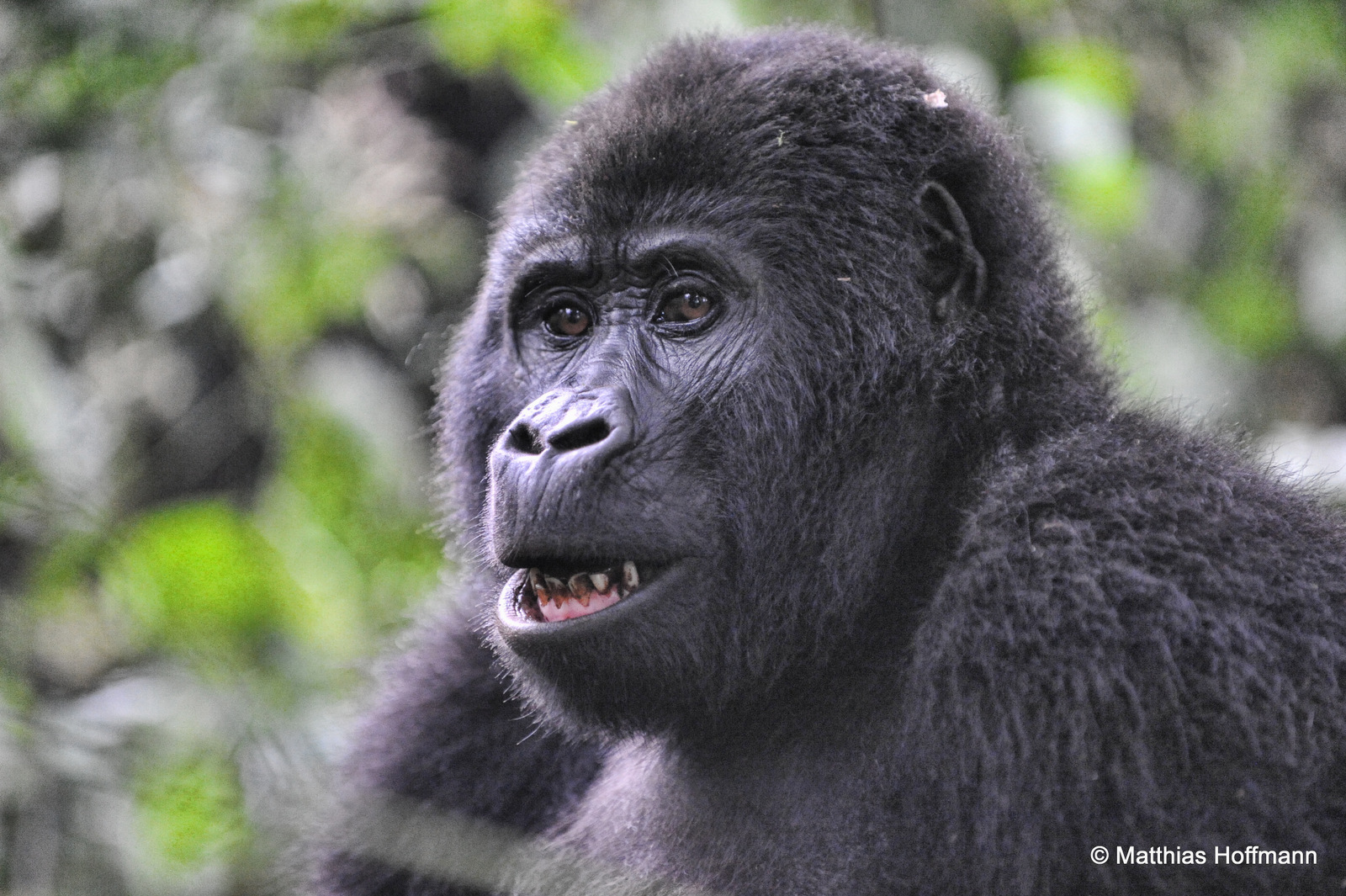 Berggorilla | Mountain gorilla | Bwindi Impenetrable National Park | Uganda