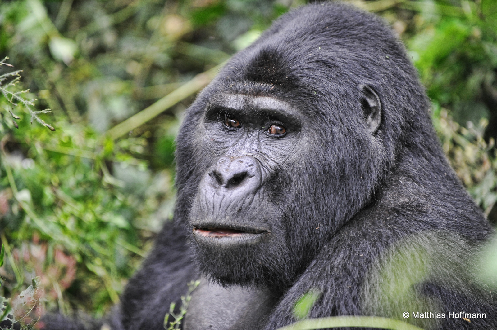 Berggorilla | Mountain gorilla | Bwindi Impenetrable National Park | Uganda