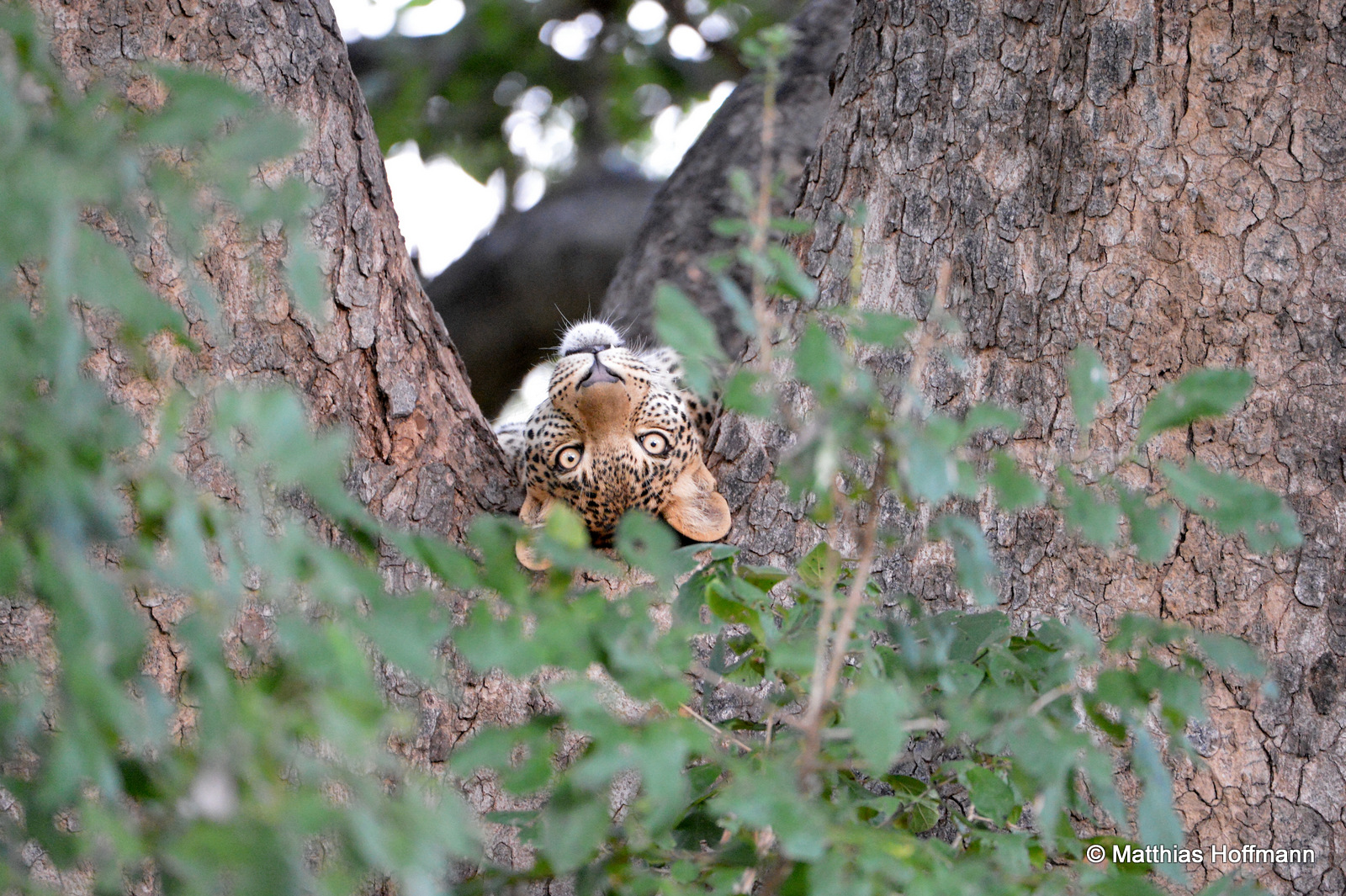 Leopard | Lower Zambezi National Park | Zambia