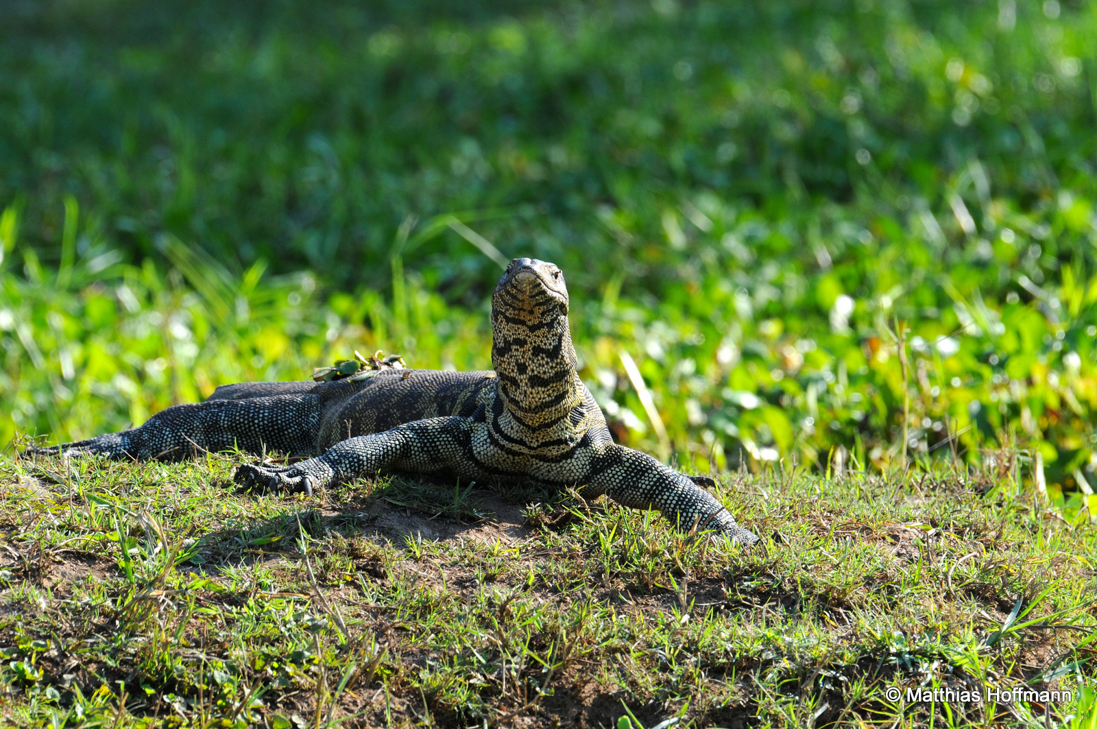 Waran | Monitor lizard | Lower Zambezi National Park | Zambia
