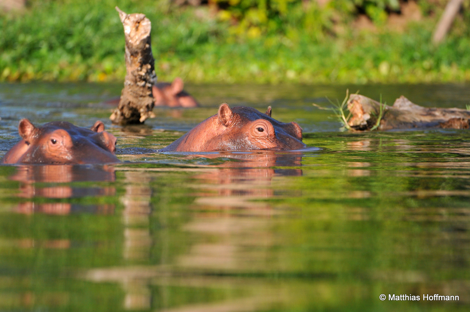 Flusspferd | Hippopotamus | Lower Zambezi National Park | Zambia