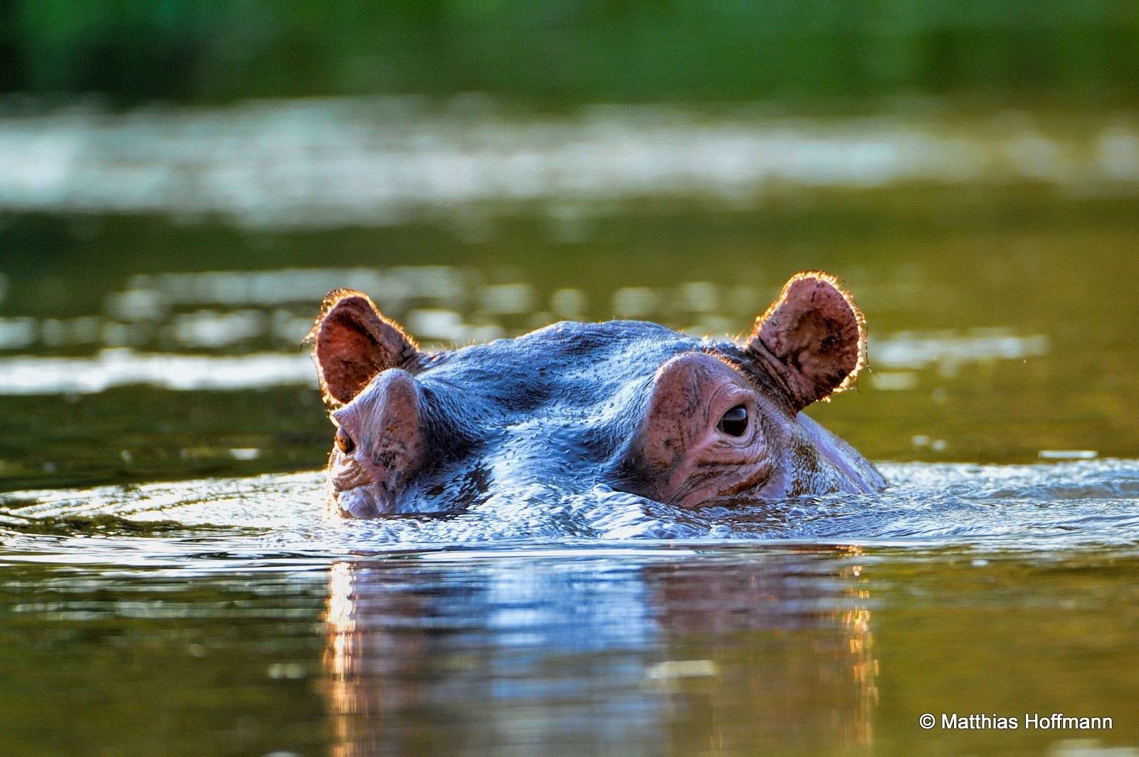 Flusspferd | Hippopotamus | Lower Zambezi National Park | Zambia