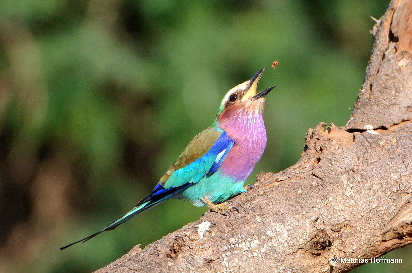 Gabelracke | Lilac-breasted roller | Lower Zambezi National Park | Zambia