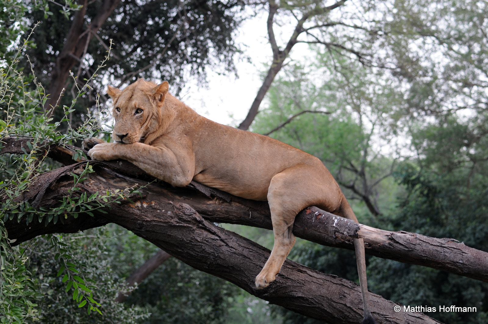 Löwe | Lion | Lower Zambezi National Park | Zambia