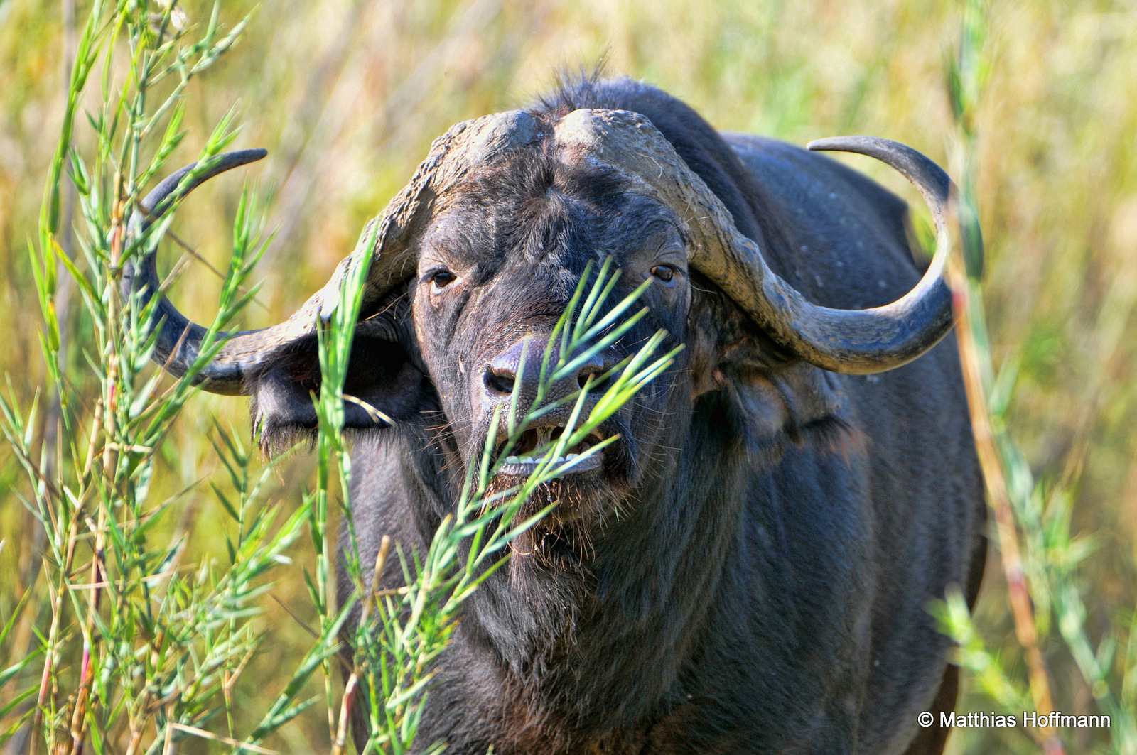 Kaffernbüffel | Cape buffalo | Lower Zambezi National Park | Zambia