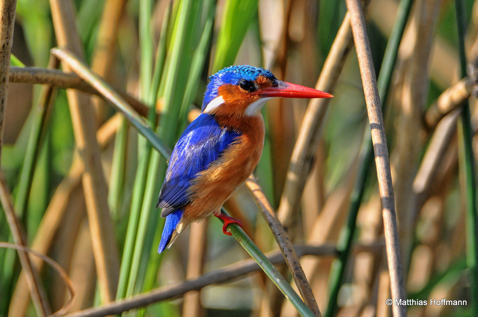 Haubenzwergfischer | Malachite kingfisher | Lower Zambezi National Park | Zambia