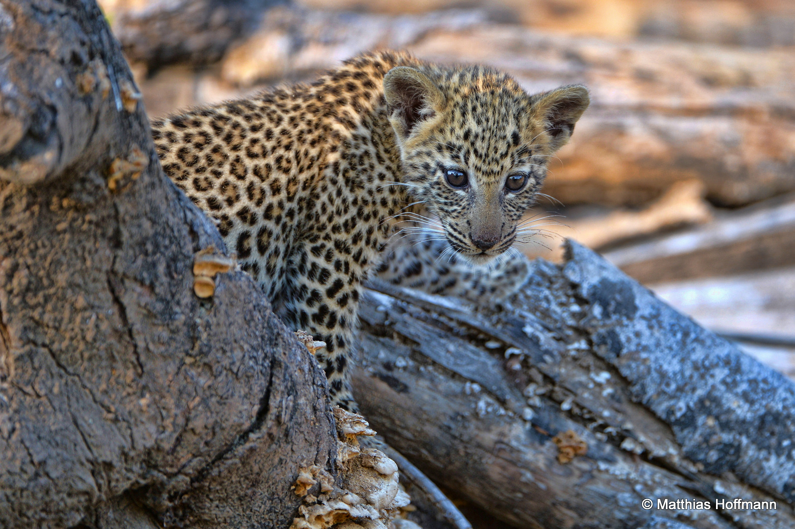 Leopard | Lower Zambezi National Park | Zambia