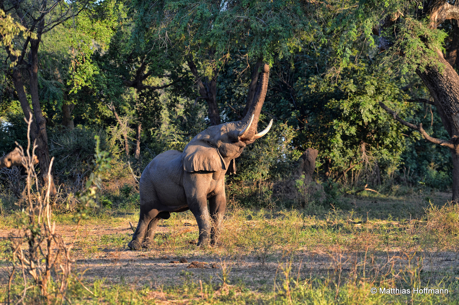 Elefant | Elephant | Lower Zambezi National Park | Zambia
