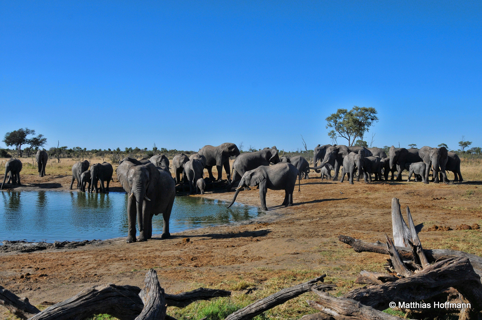 Elefant | Elephant | Hwange National Park | Zimbabwe