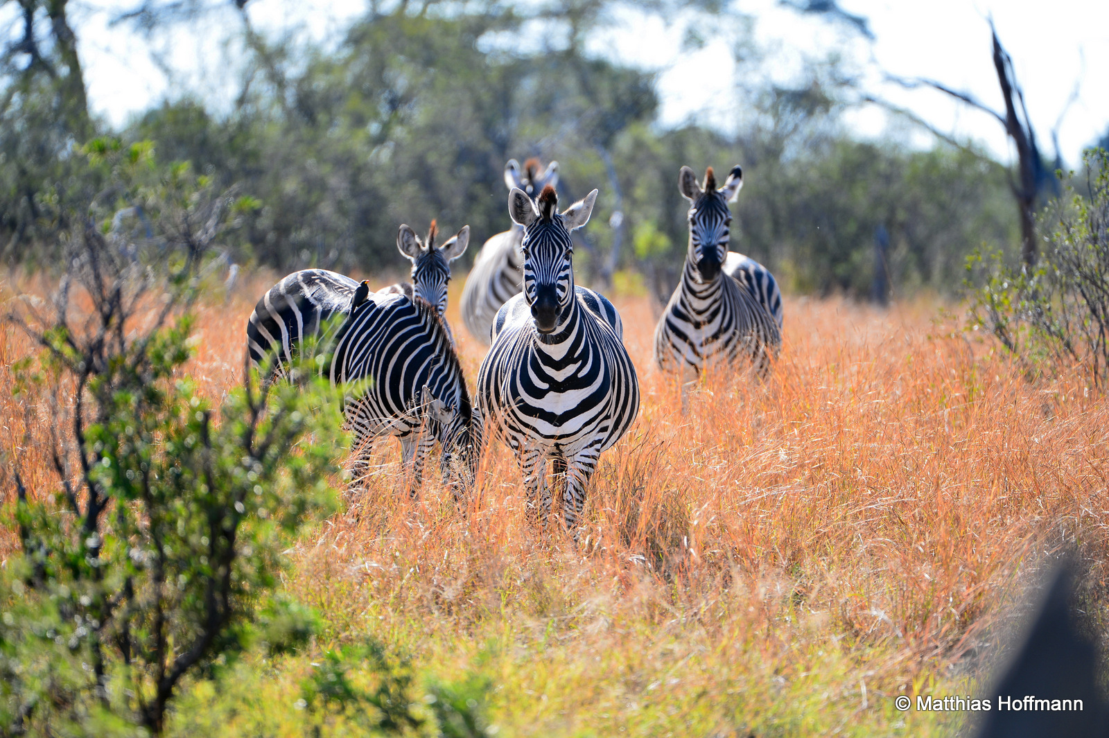 Zebra | Hwange National Park | Zimbabwe