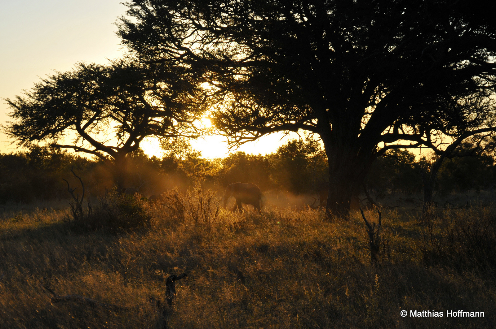 Elefant | Elephant | Hwange National Park | Zimbabwe