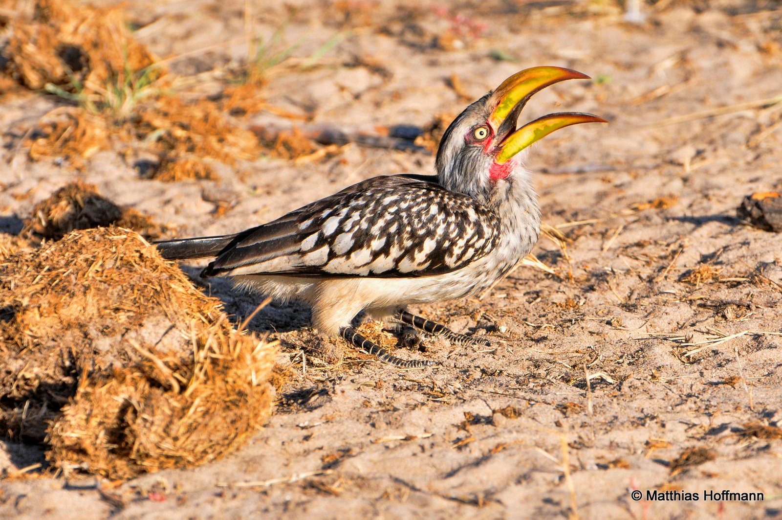 Gelbschnabeltoko | Southern yellow-billed hornbill | Hwange National Park | Zimbabwe