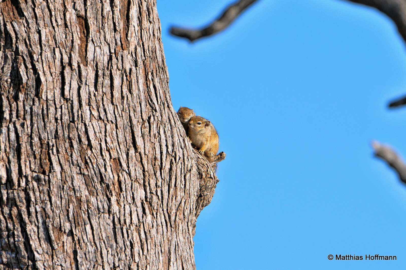 Erdhörnchen | Ground squirrel | Hwange National Park | Zimbabwe