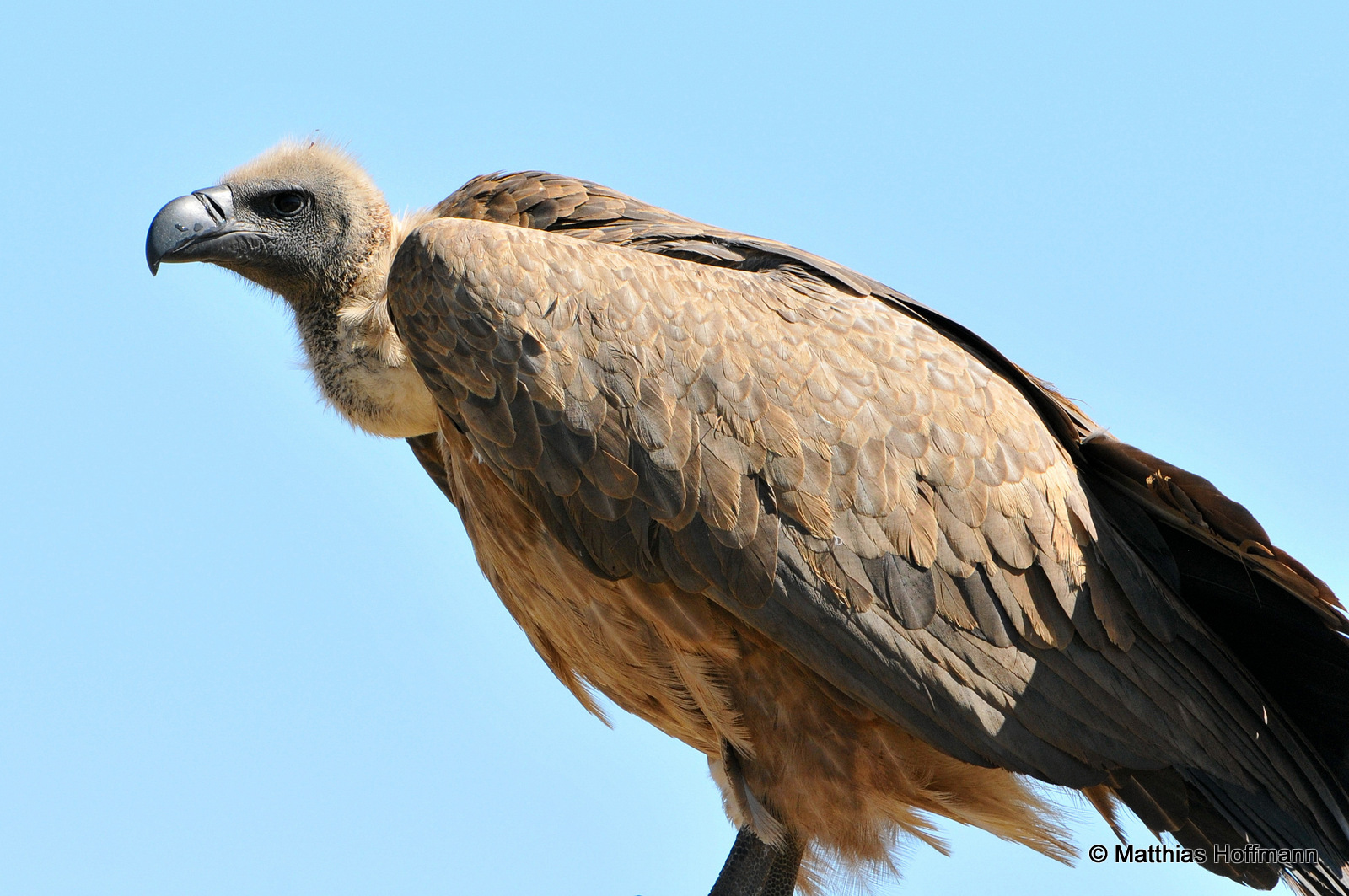 Weißrückengeier | White-backed vulture | Hwange National Park | Zimbabwe