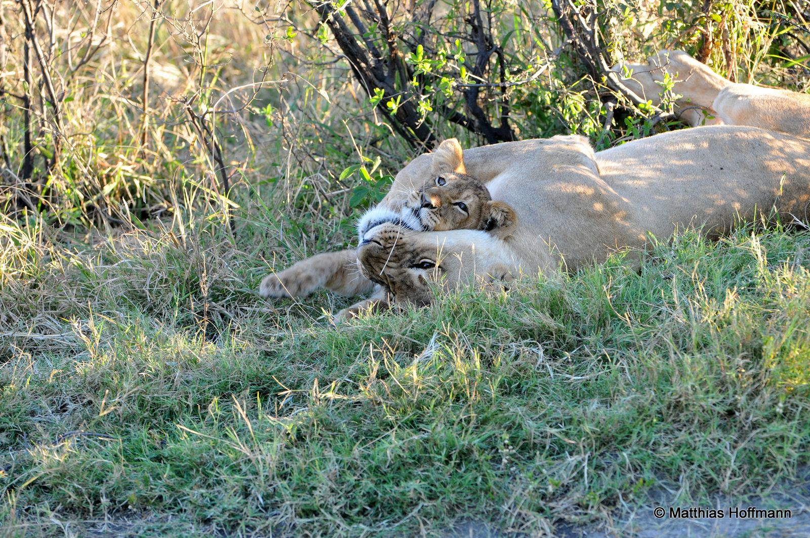 Löwen | Lions | Hwange National Park | Zimbabwe