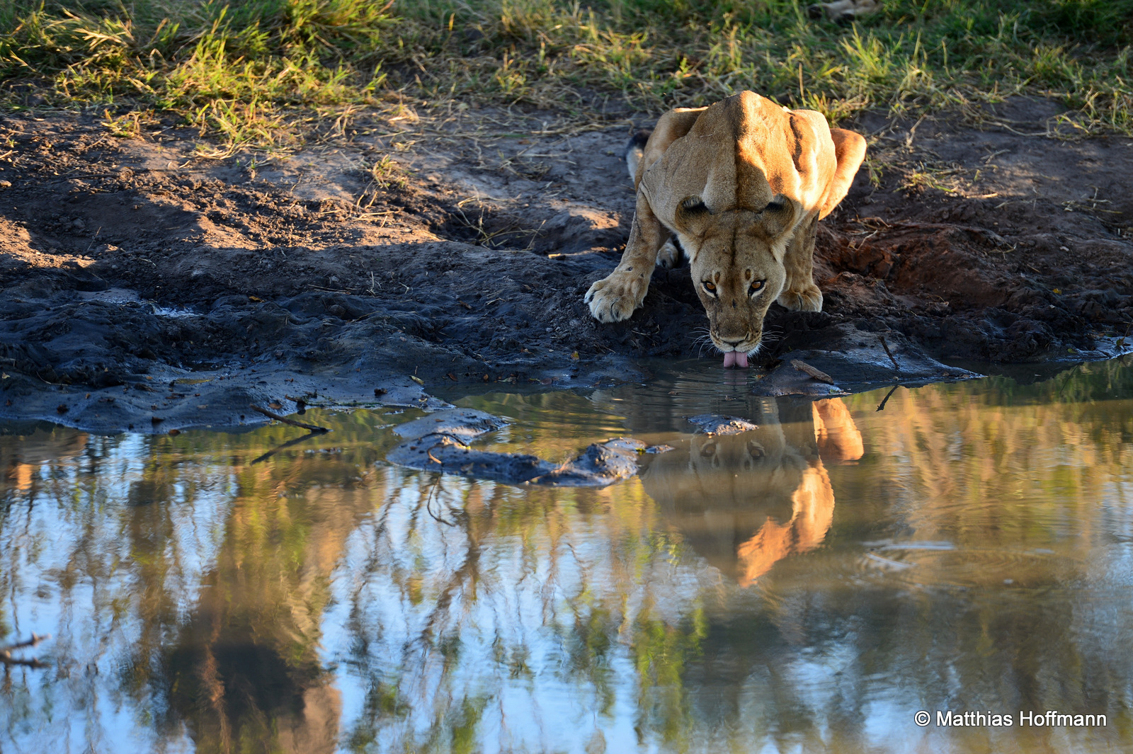 Löwe | Lion | Hwange National Park | Zimbabwe