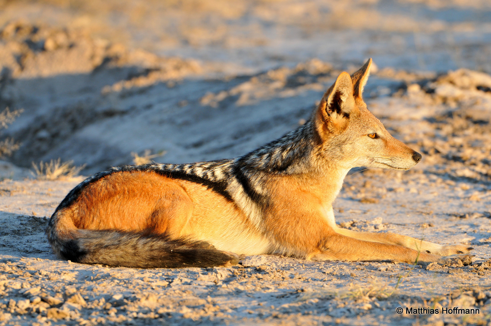 Schabrackenschakal | Black-backed jackal | Hwange National Park | Zimbabwe