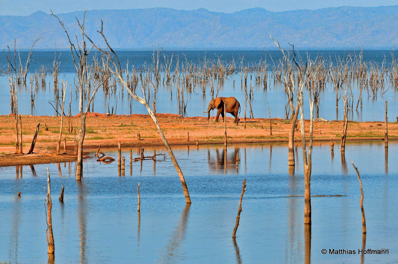 Elefant | Elephant | Lake Kariba | Zimbabwe